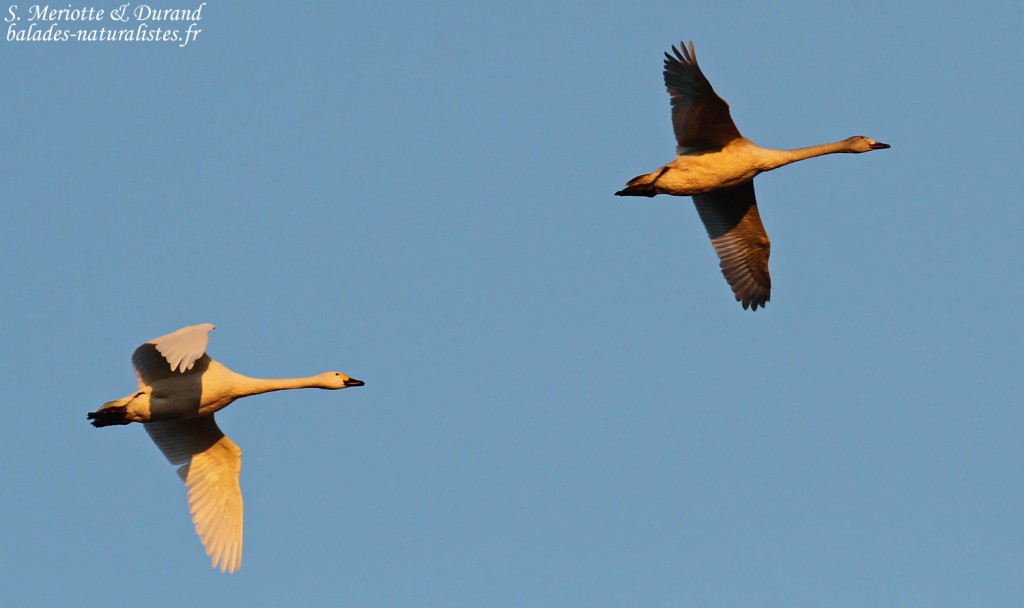 Cygnes de Bewick, Pointe Martine