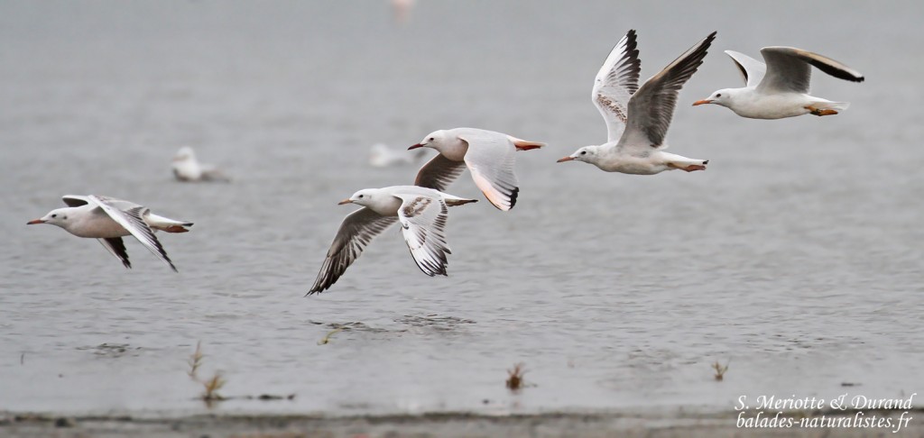 Goélands railleurs, Grau de Piémanson