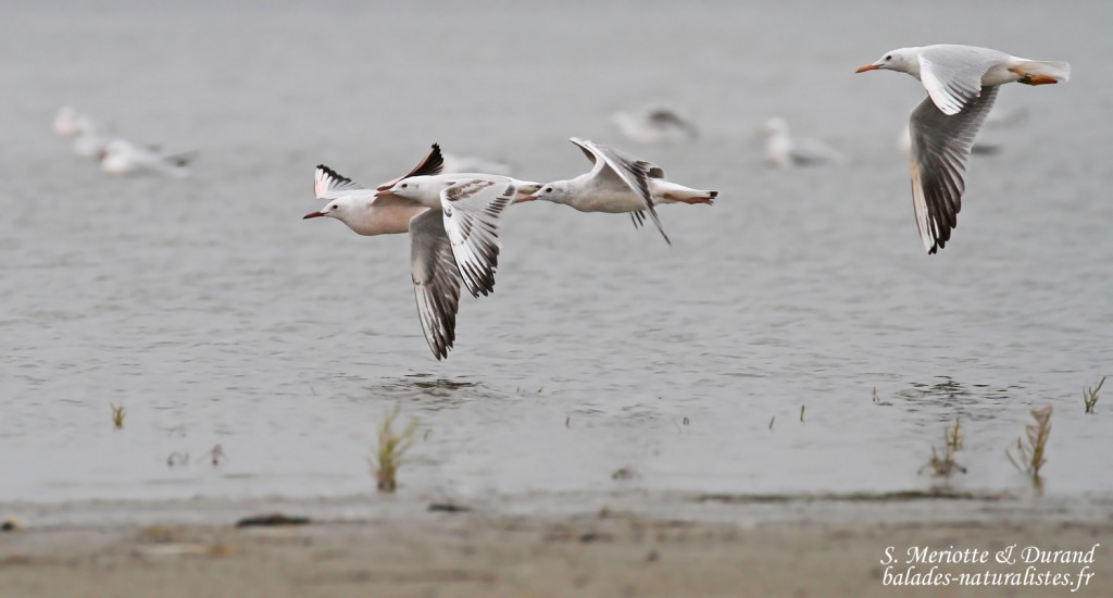 Goélands railleurs, Grau de Piémanson