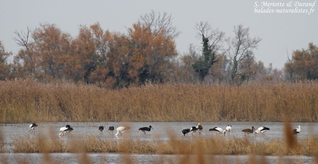 Cigognes noires et blanches sur le marais du Mas d'Agon