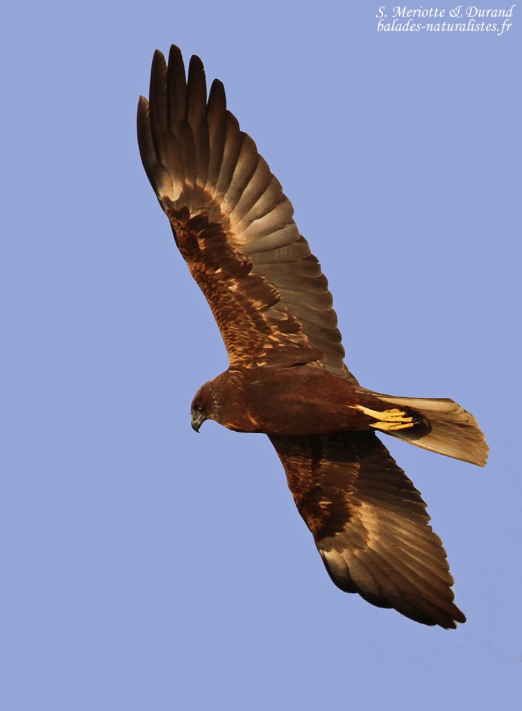 Busard des roseaux, Scamandre, Camargue gardoise