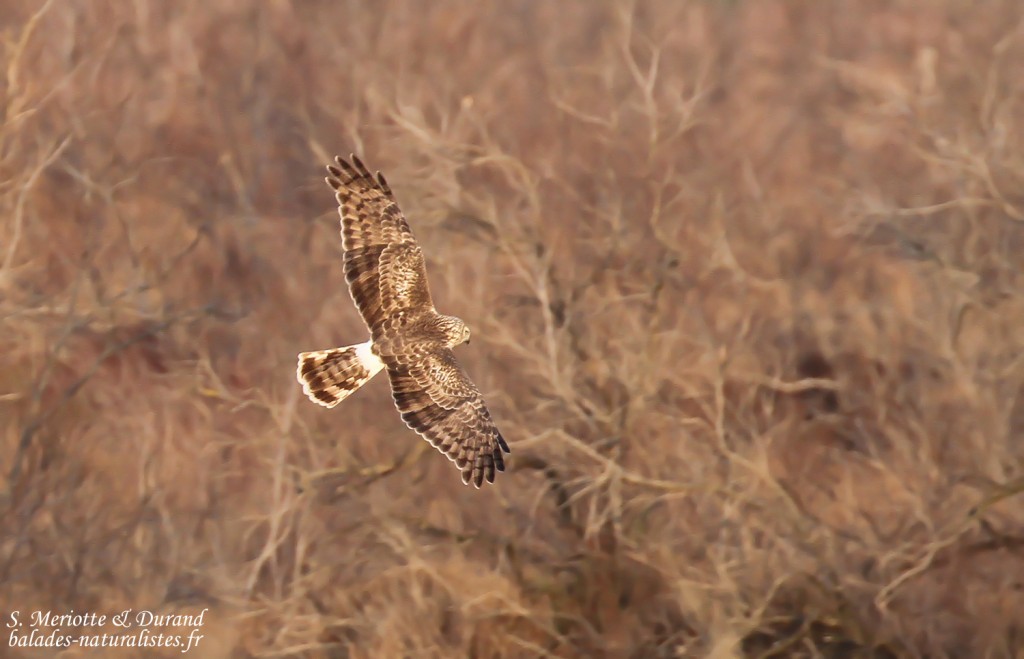 Busard Saint-Martin, Salins de Badon, Camargue