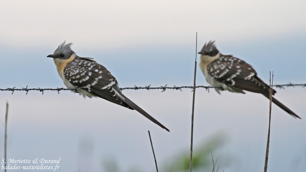 Couple de Coucou geai, Camargue