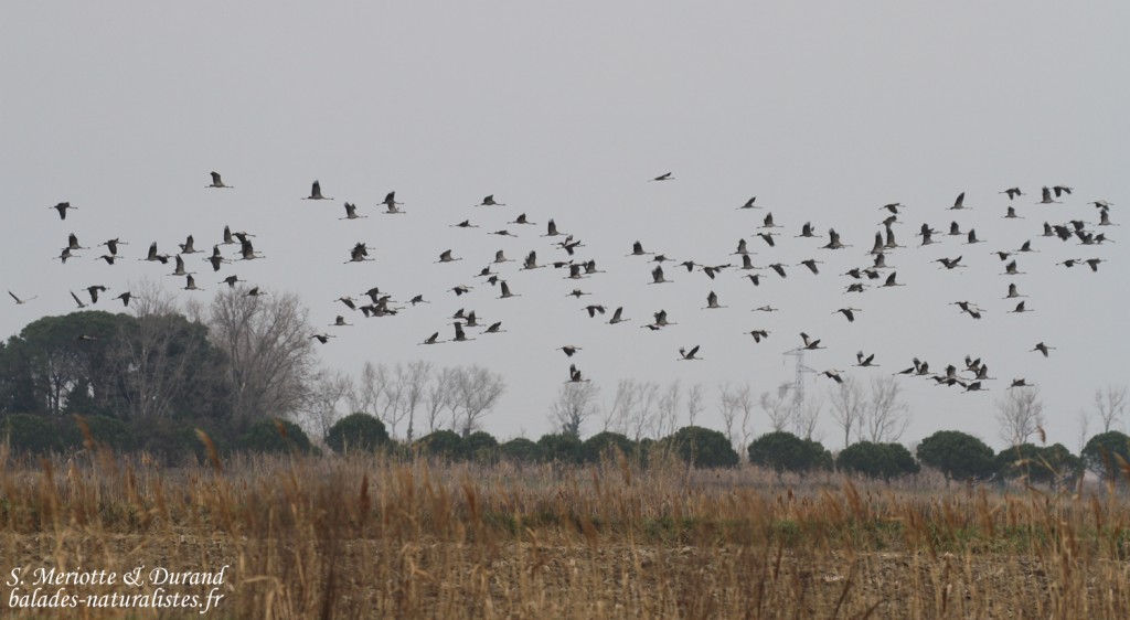 Grues cendrées, Mas des Charlots