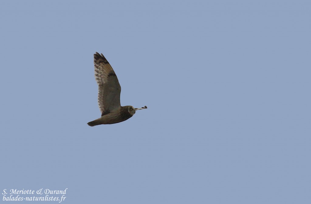 Hibou des marais, Mas des Charlots