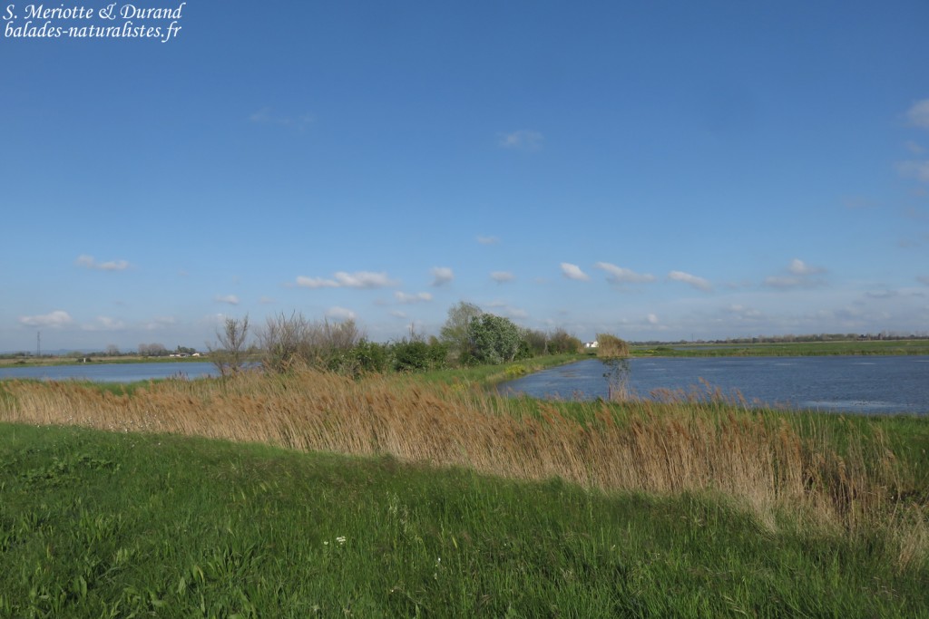 Rizières camarguaises