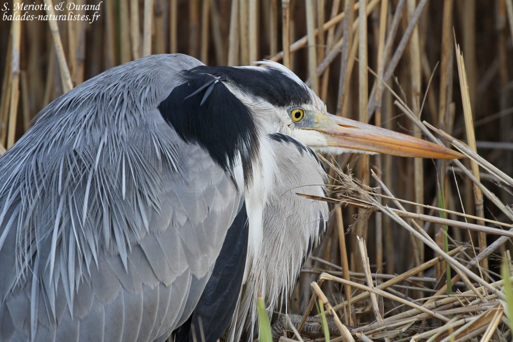 Héron cendré, Camargue
