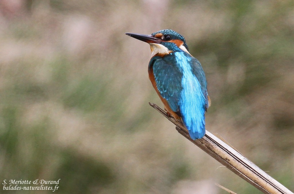 camargue (19)martin-pecheur