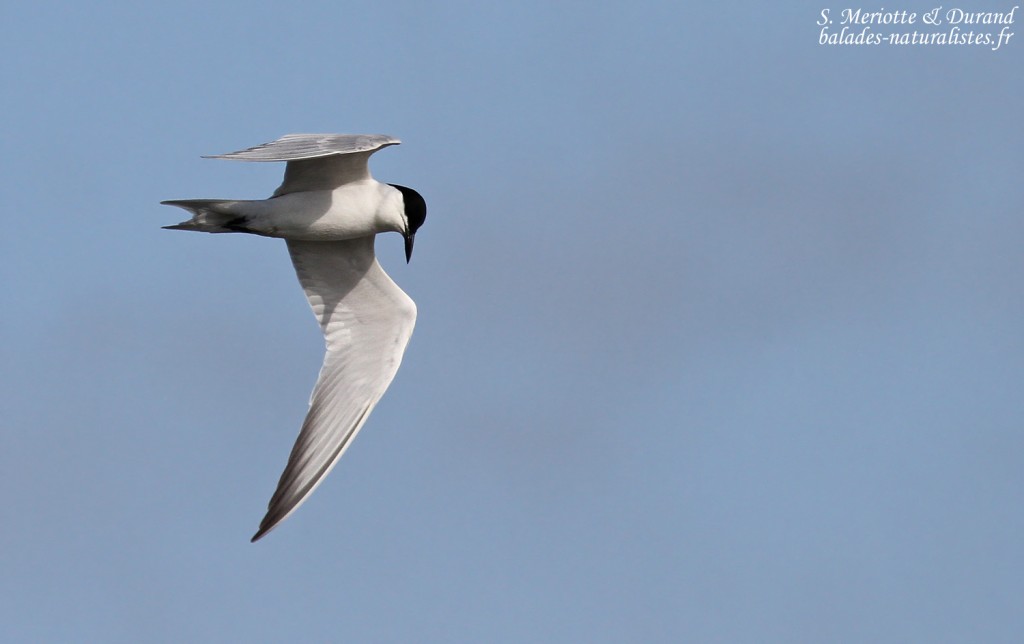 Sterne hansel dans les rizières camarguaises