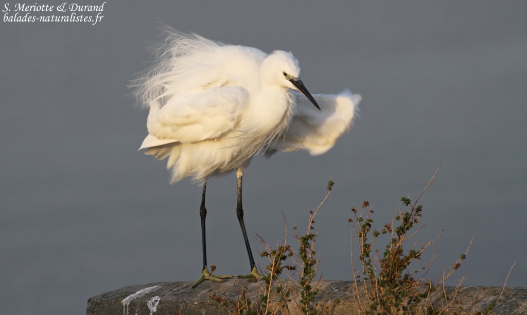 Aigrette garzette, Saintes-Maries-de-la-mer