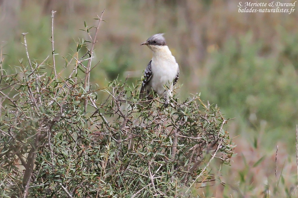 Coucou geai, Camargue