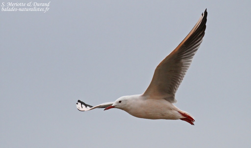 Goéland railleur, Grau de Piémanson