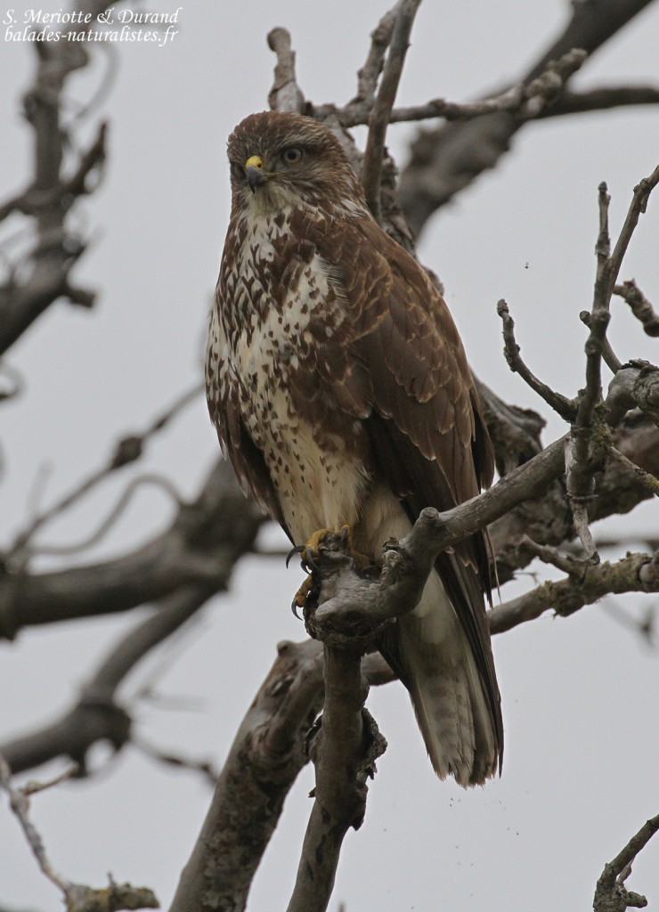 Buse variable, Camargue
