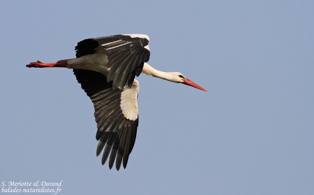 Cigogne blanche, Camargue