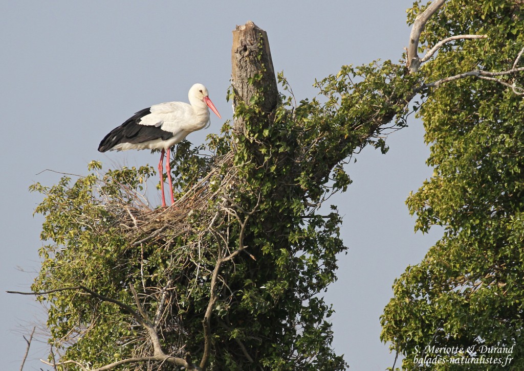 Cigogne blanche, Camargue