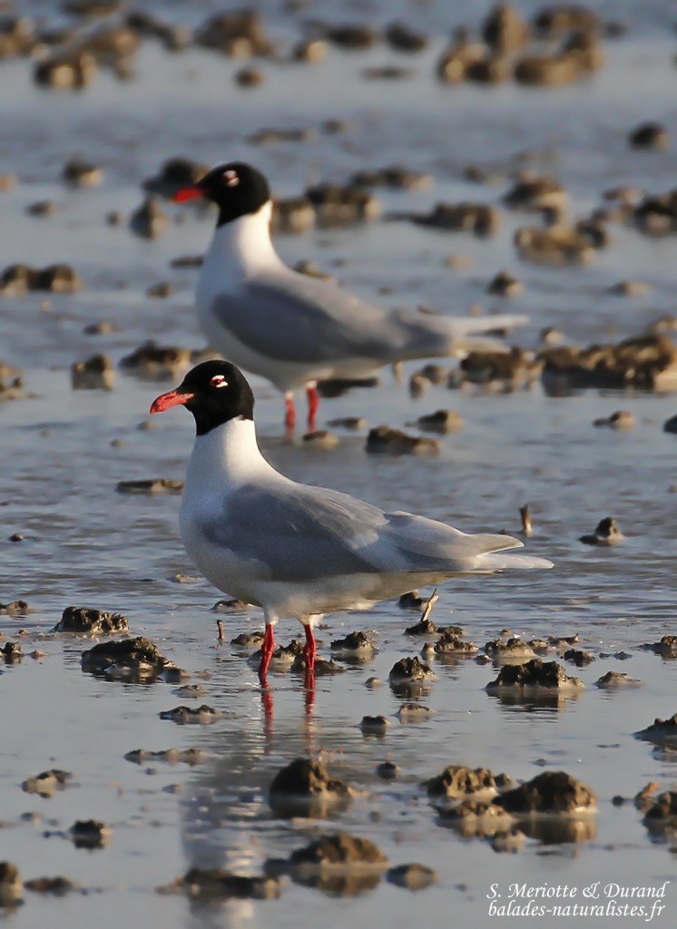 Mouettes mélanocéphales dans les rizières camarguaises