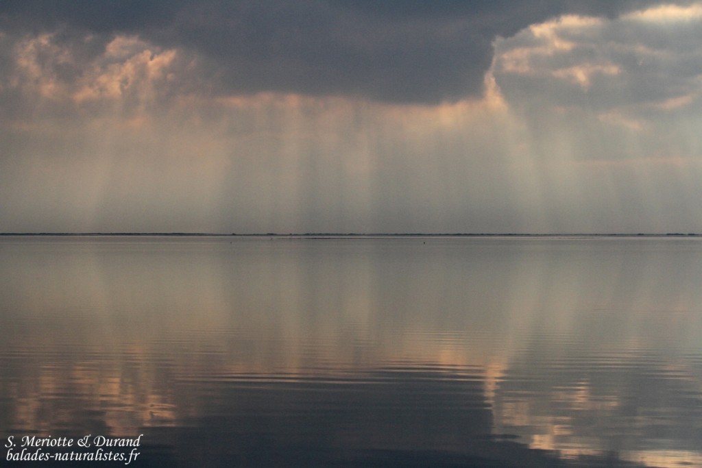 L'étang de vaccarès