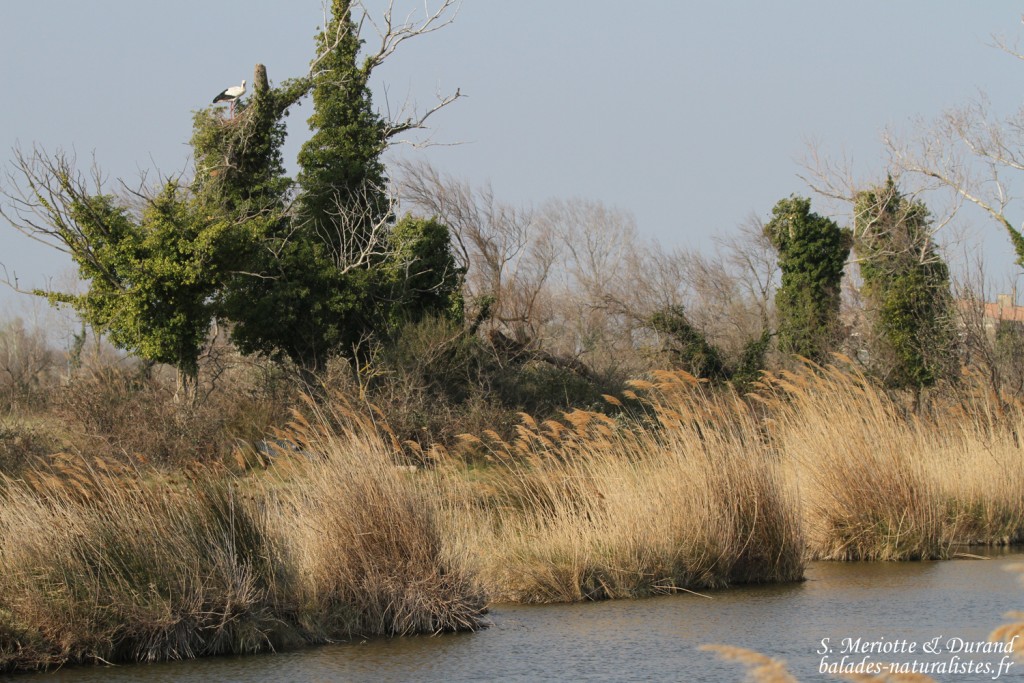 Cigogne blanche, Camargue