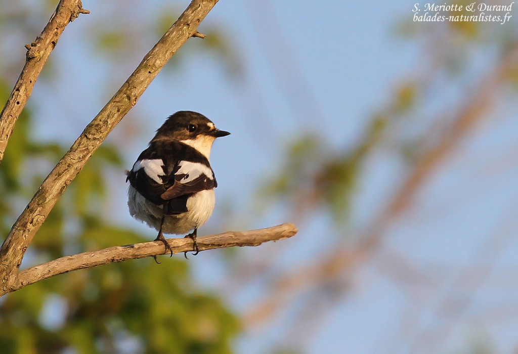Gobemouche noir mâle, Camargue