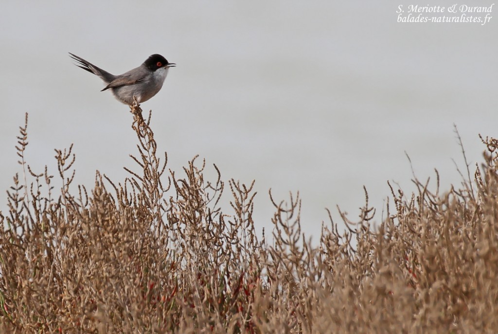 Fauvette mélanocéphale, Camargue
