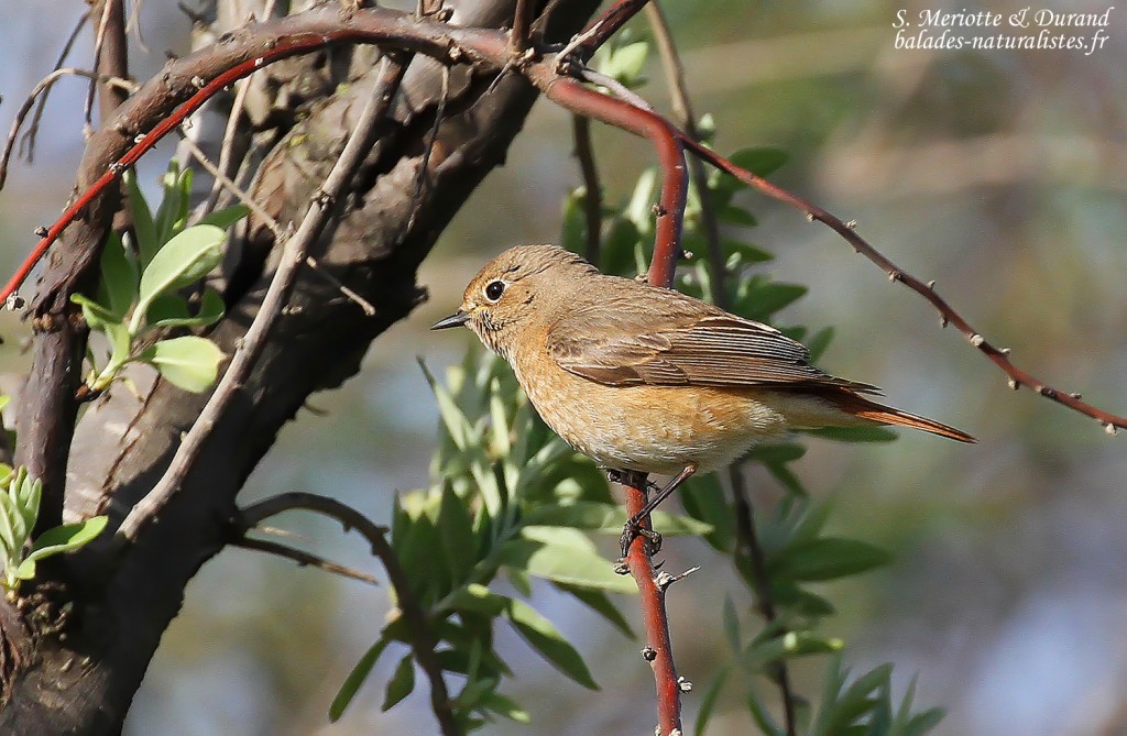 Femelle de Rougequeue à front blanc, Camargue