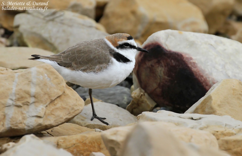Mâle de Gravelot à collier interrompu, Camargue