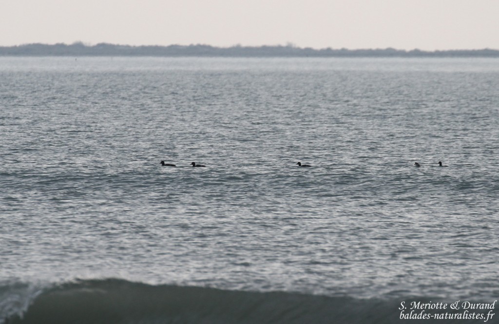 Macreuses brunes, Camargue