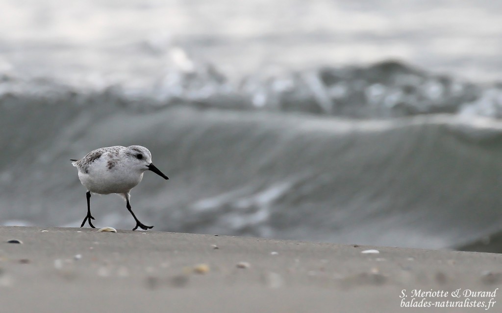 Bécasseau sanderling, Camargue