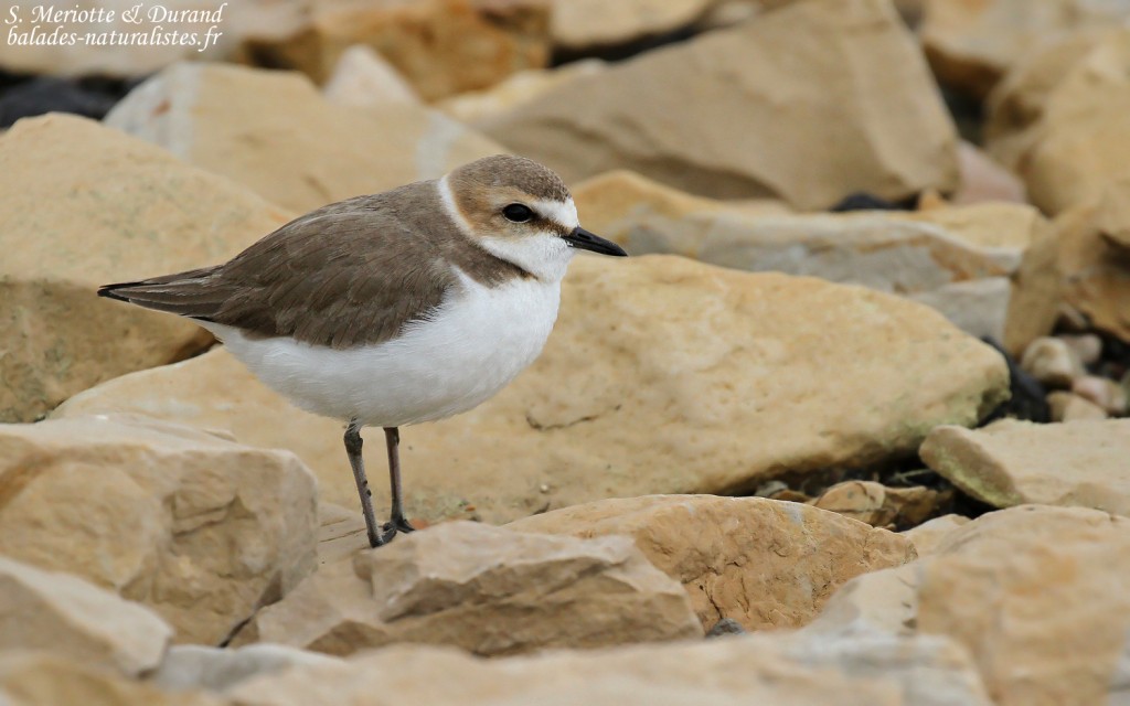 Femelle de Gravelot à collier interrompu, Camargue