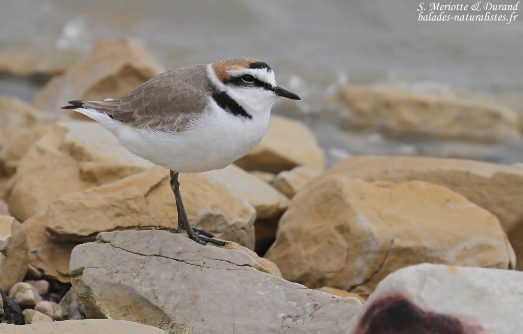 Mâle de Gravelot à collier interrompu, Camargue