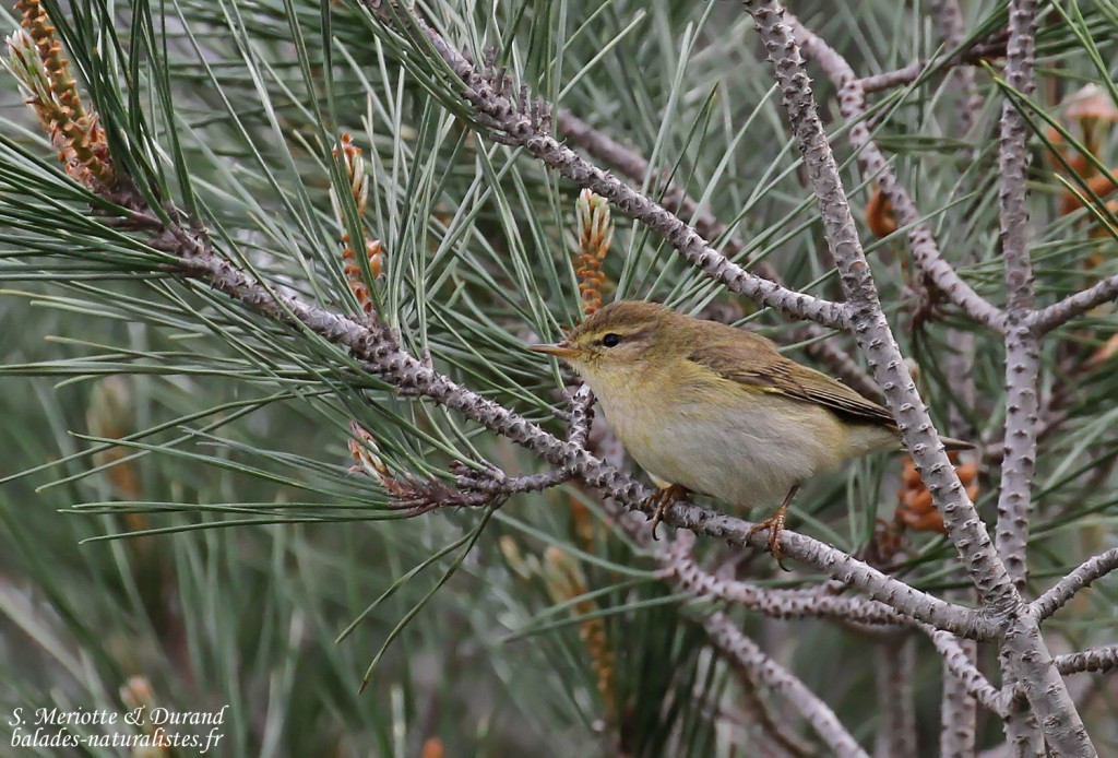 Pouillot fitis, Camargue