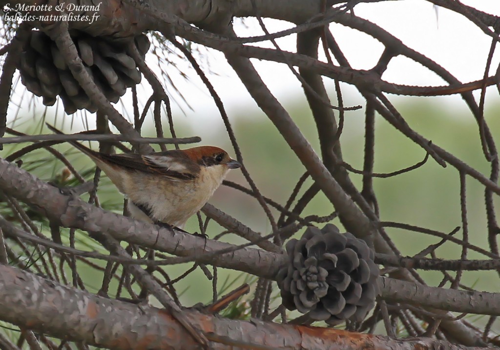 Pie-grièche à tête rousse badius, Camargue