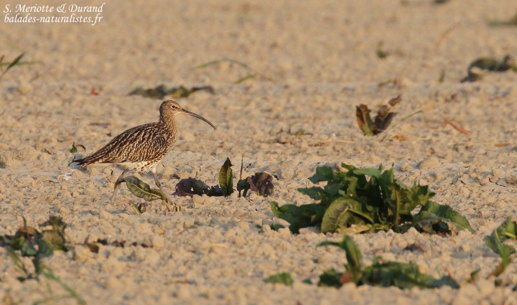 Courlis cendré, Camargue