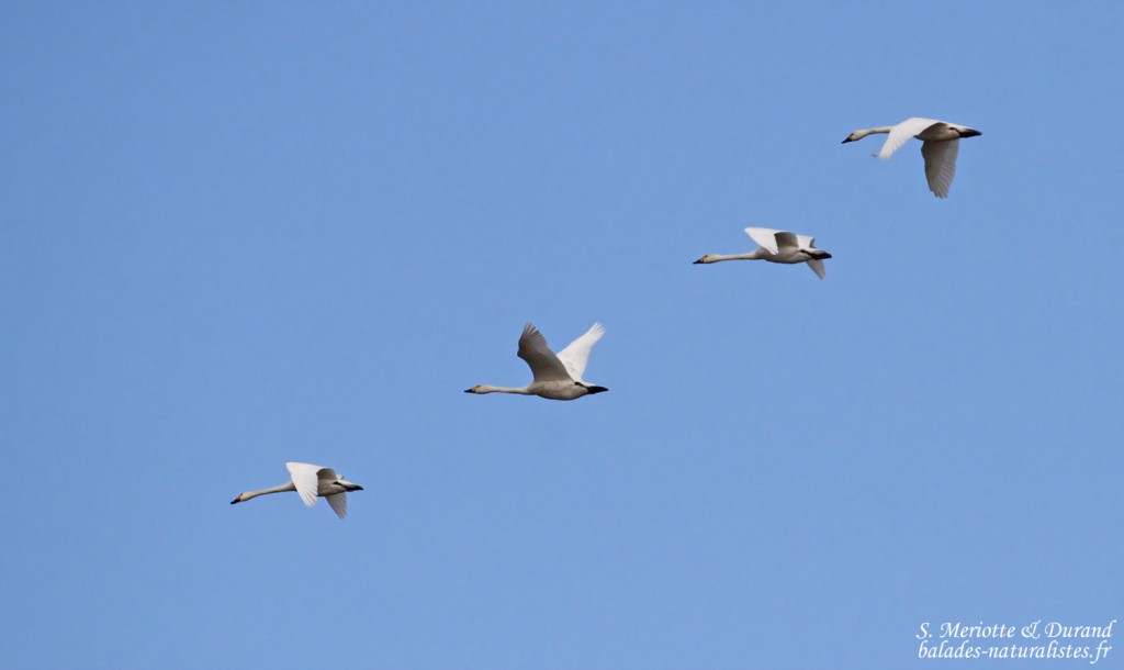 Cygnes de Bewick en vol près du Vaccarès