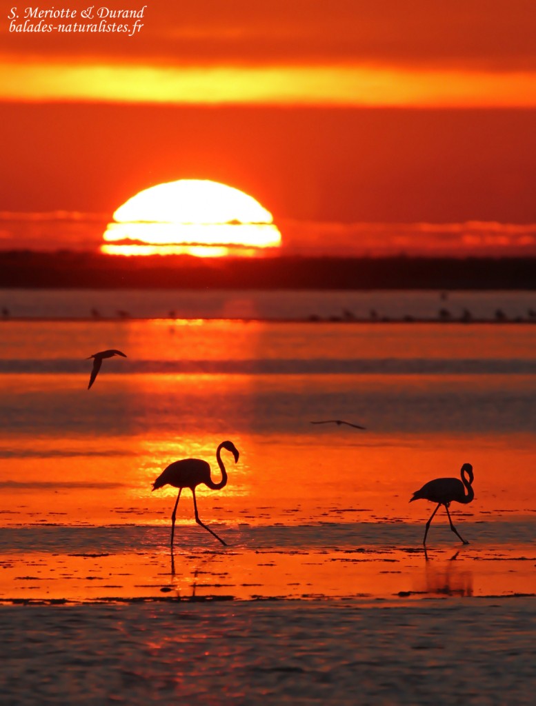 Flamants dans le soleil couchant