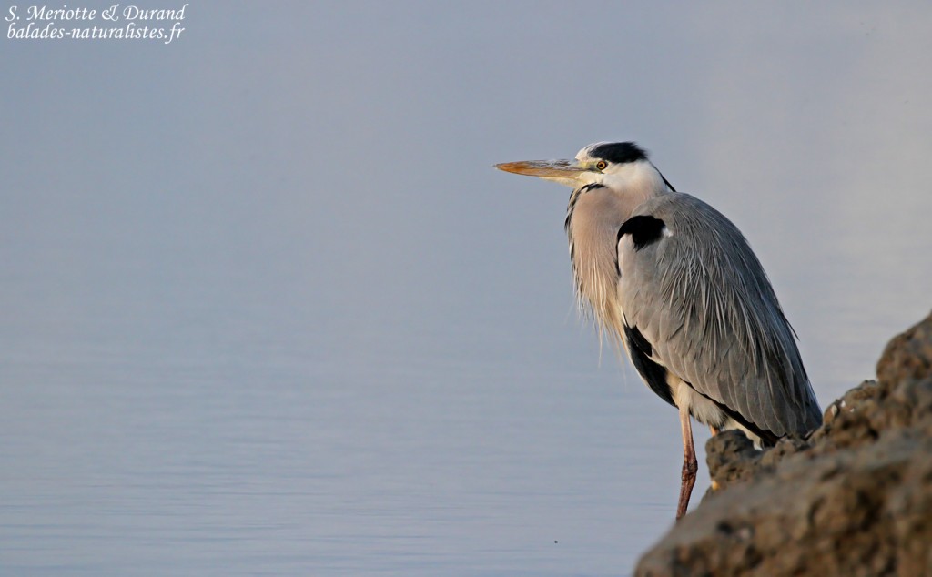 Héron cendré, Saintes-Maries-de-la-mer