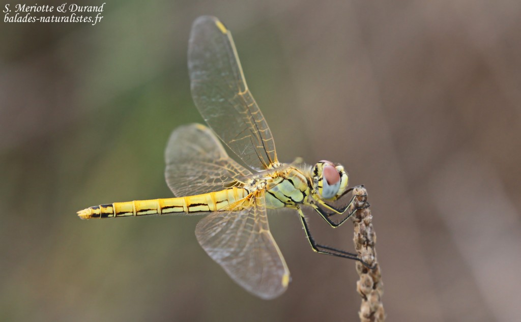 camargue-2libellule-sympetrum-foscolombi
