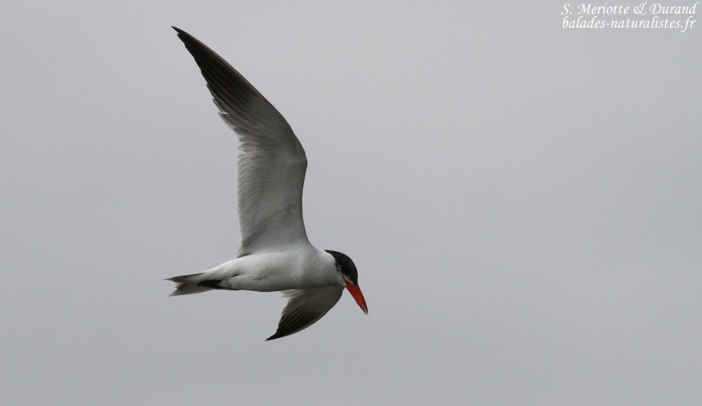Sterne caspienne, Étang de Vaccarès