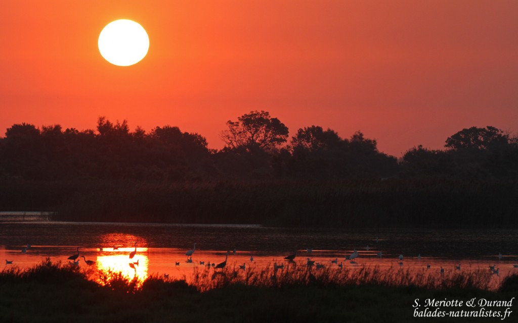 Soleil levant sur le Grau de Piémanson