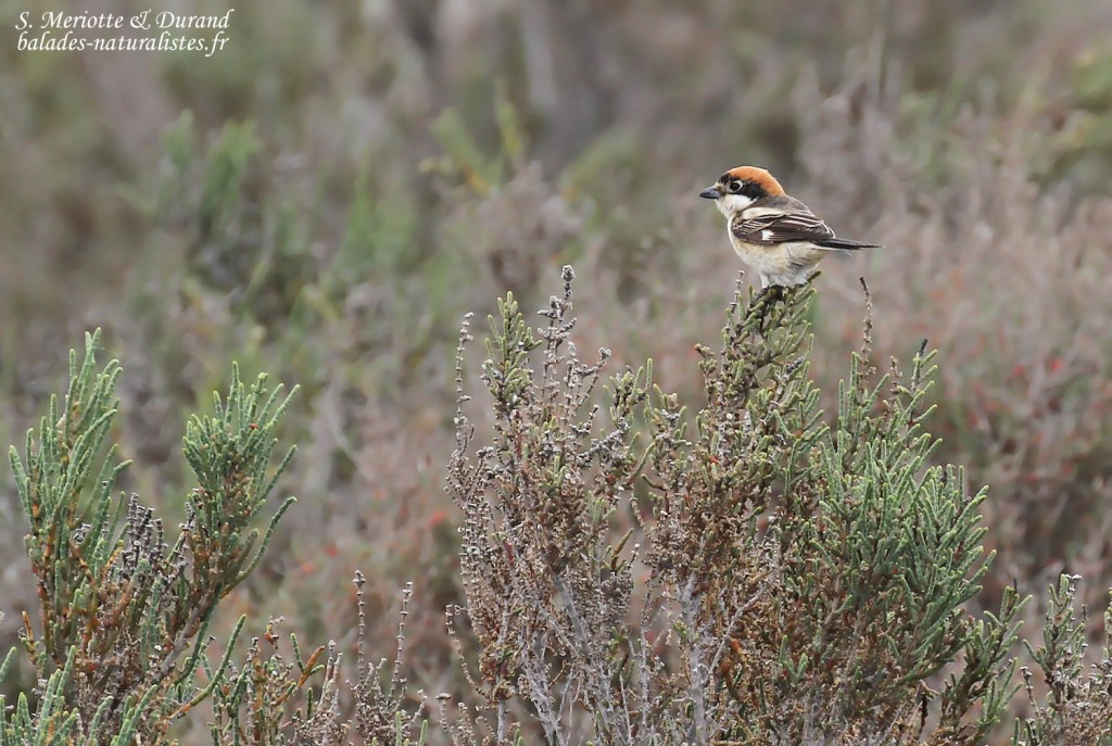 Pie-grièche à tête rousse, Camargue