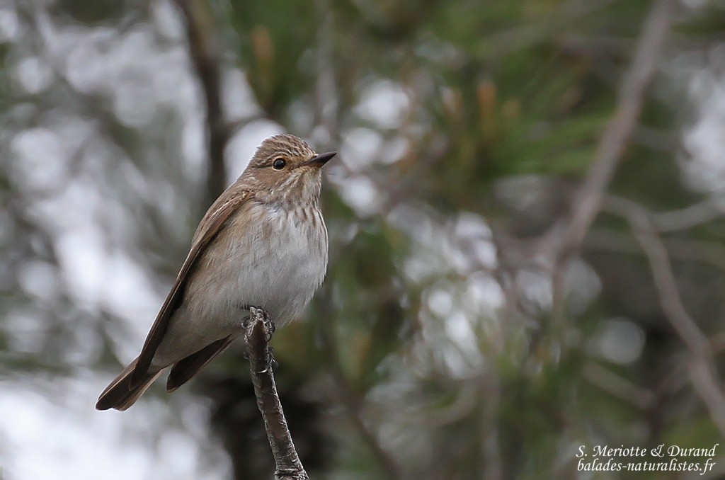 Gobemouche gris, Camargue