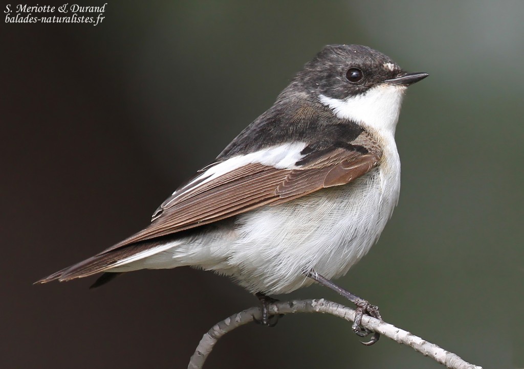 Gobemouche noir mâle, Camargue