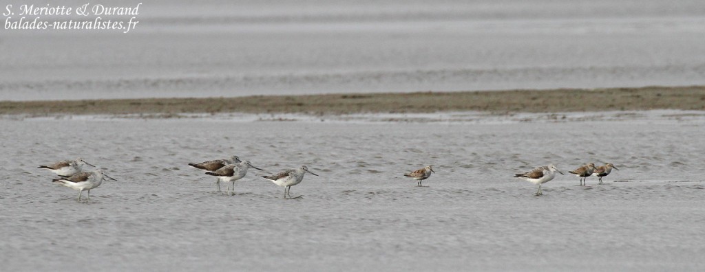 Chevaliers aboyeurs et Bécasseaux variables, Camargue