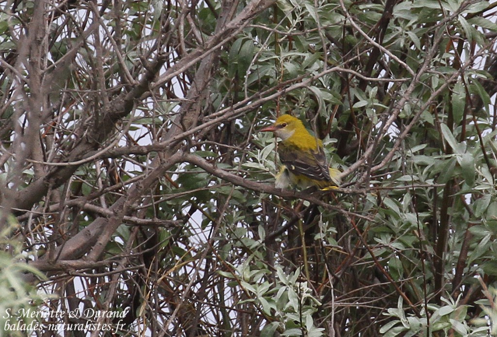 Loriot d'Europe, Camargue