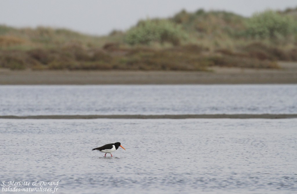 Huîtrier pie, Camargue