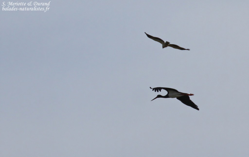 Cigogne noire et Aigle botté, Etang du Vaccarès