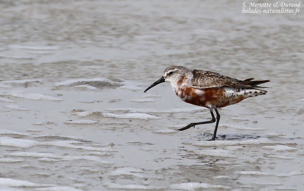 camargue-3becasseau-cocorli