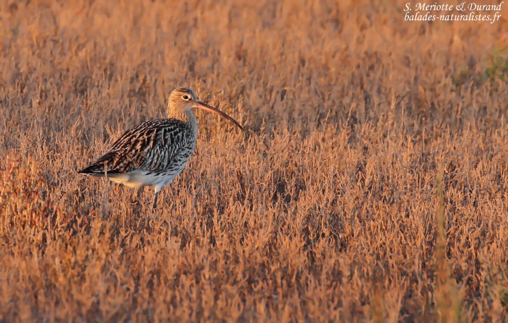 Courlis cendré, route de de la Digue à la mer