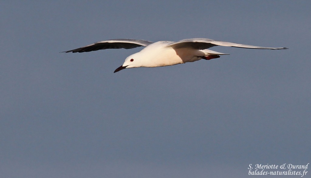 Goéland railleur, Camargue