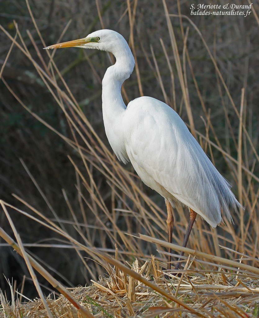 Grande Aigrette, Camargue